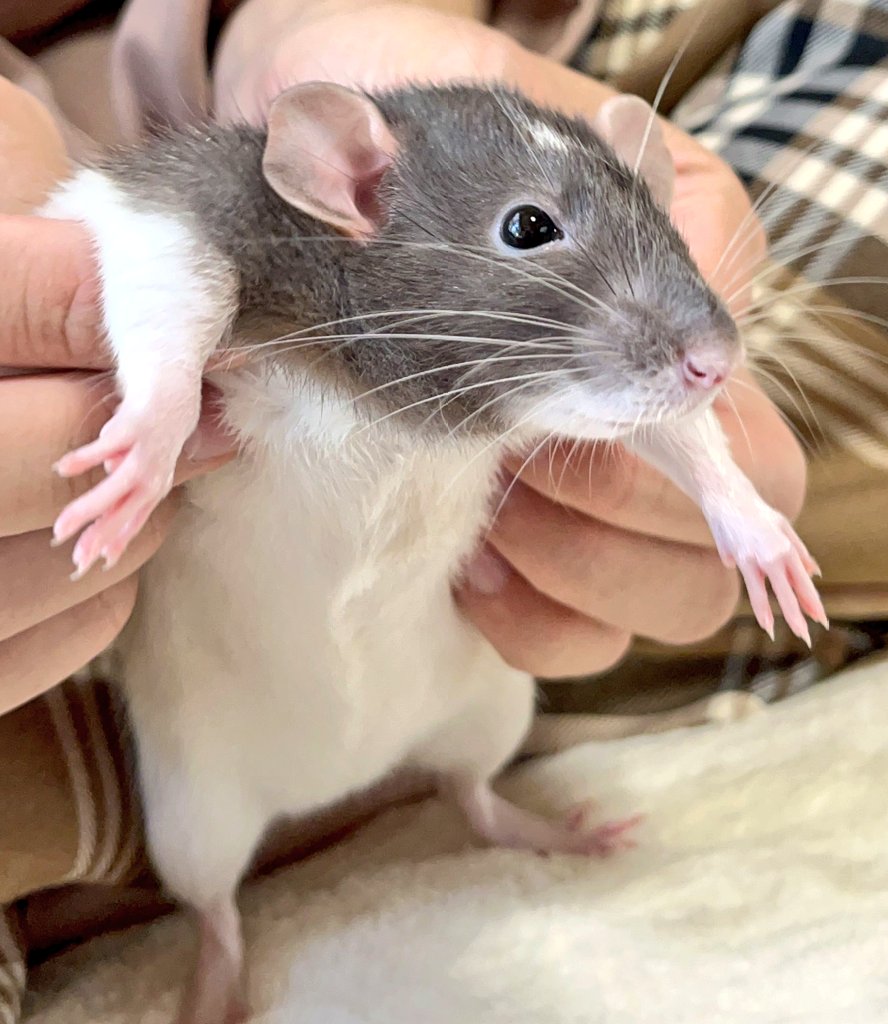 くぁな@絵/VRC/🐭 tweet media