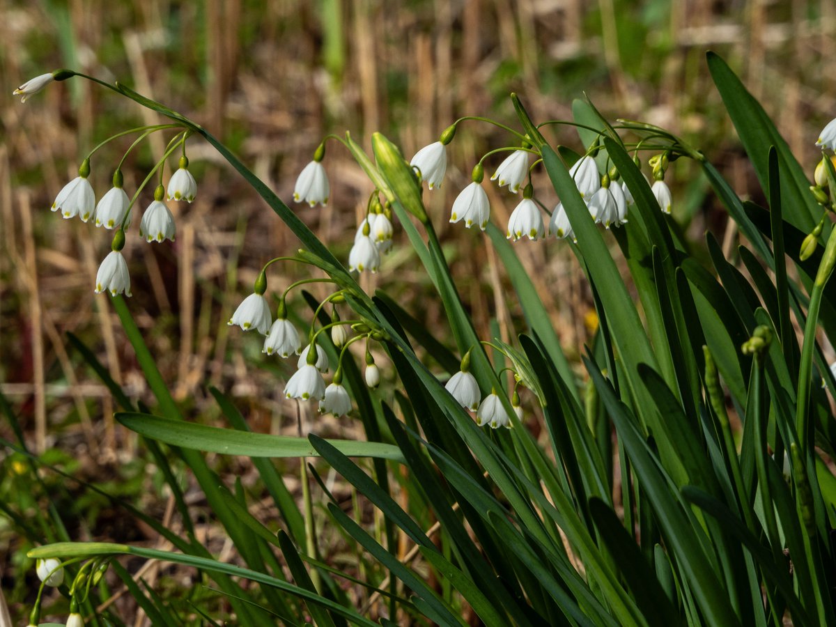 peter hegi tweet media