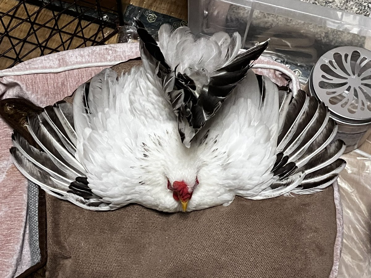 ことり百貨店 tweet media