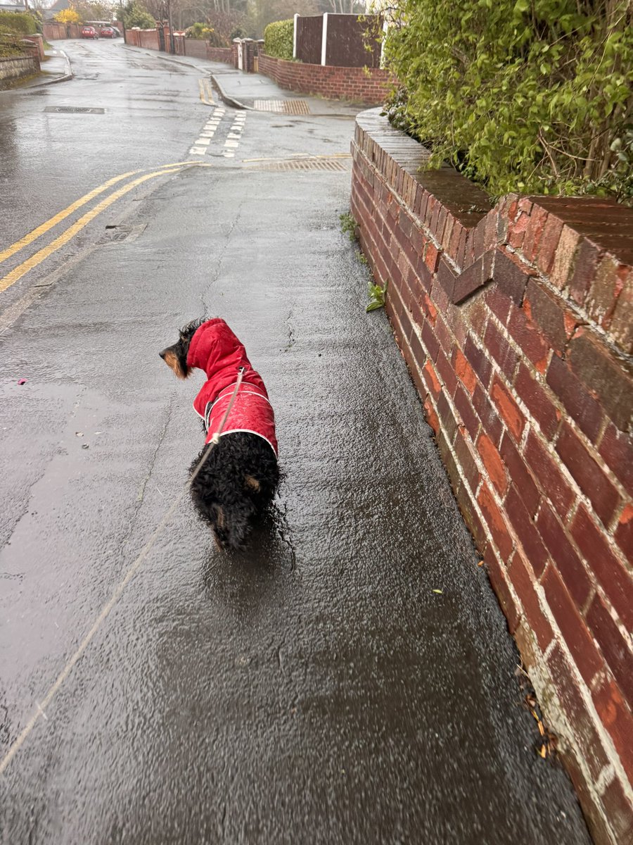 IsabellaDaxie's tweet image. You may laugh Sharon but I’m not the one who’s hair will be a hot frizzy mess when I get home 🧐😏🐾🐾🐾🐾🐾

Isabella! 🫣

#rain #coat #opinions #Dachshund #opinions 💖💖💖💖