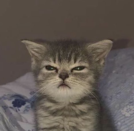 Xiao SZ🥬🌽 tweet media