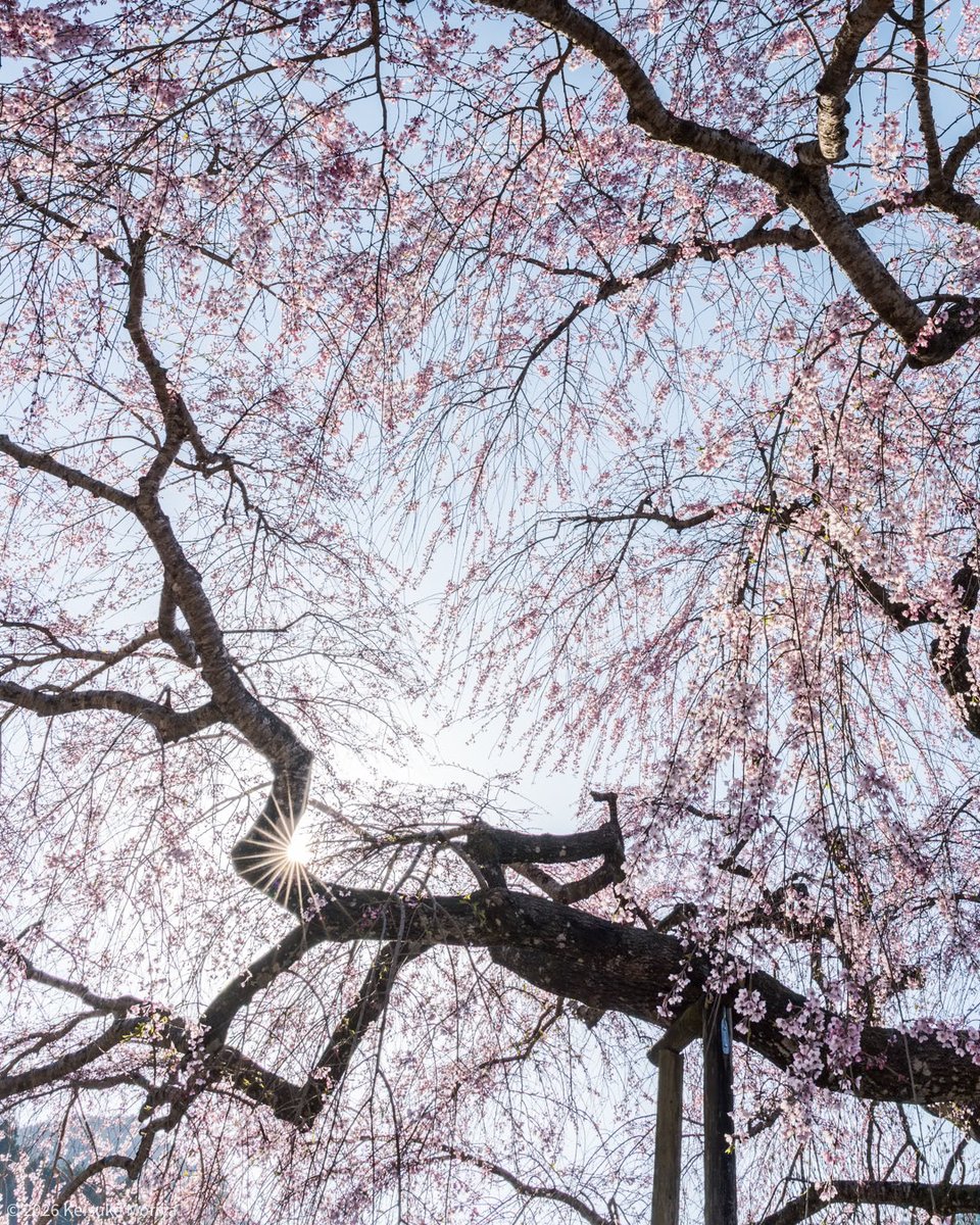 静岡の山間のお寺の境内に佇む一本桜です🌸