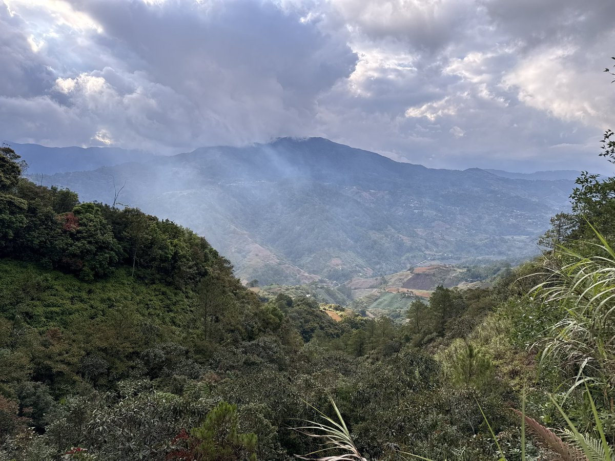 柳澤 静磨 （ゴキブリ研究者） tweet media