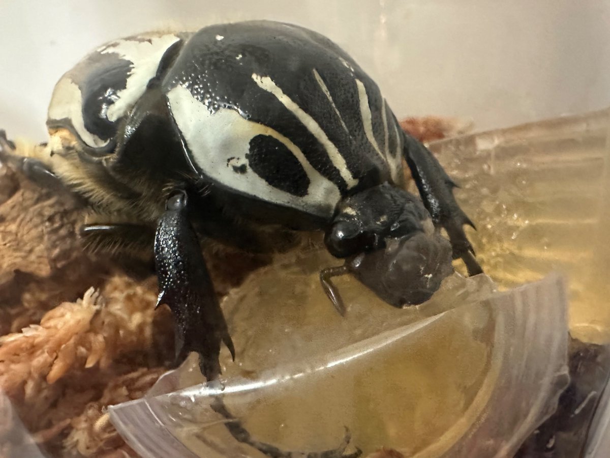 shloop ๐ค tweet media