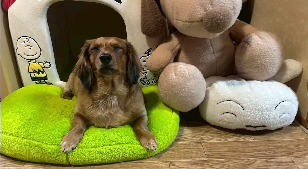 ADHDマン黒髪ピピピ tweet media