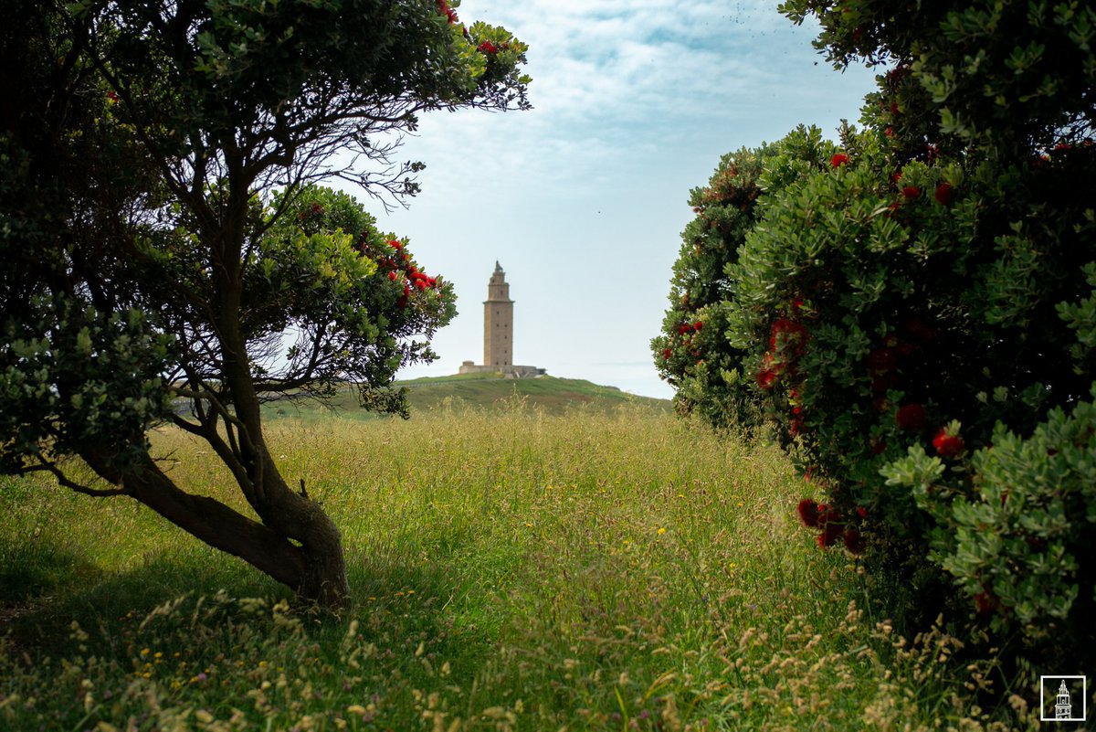🌼 La Torre de Hércules se viste de primavera, rodeada de verdes intensos y colores vibrantes que llenan el paisaje de vida.
