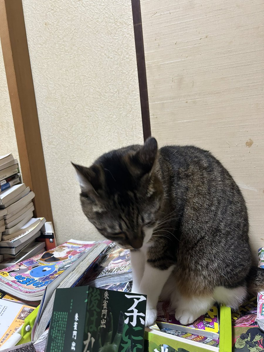 政太郎 tweet media