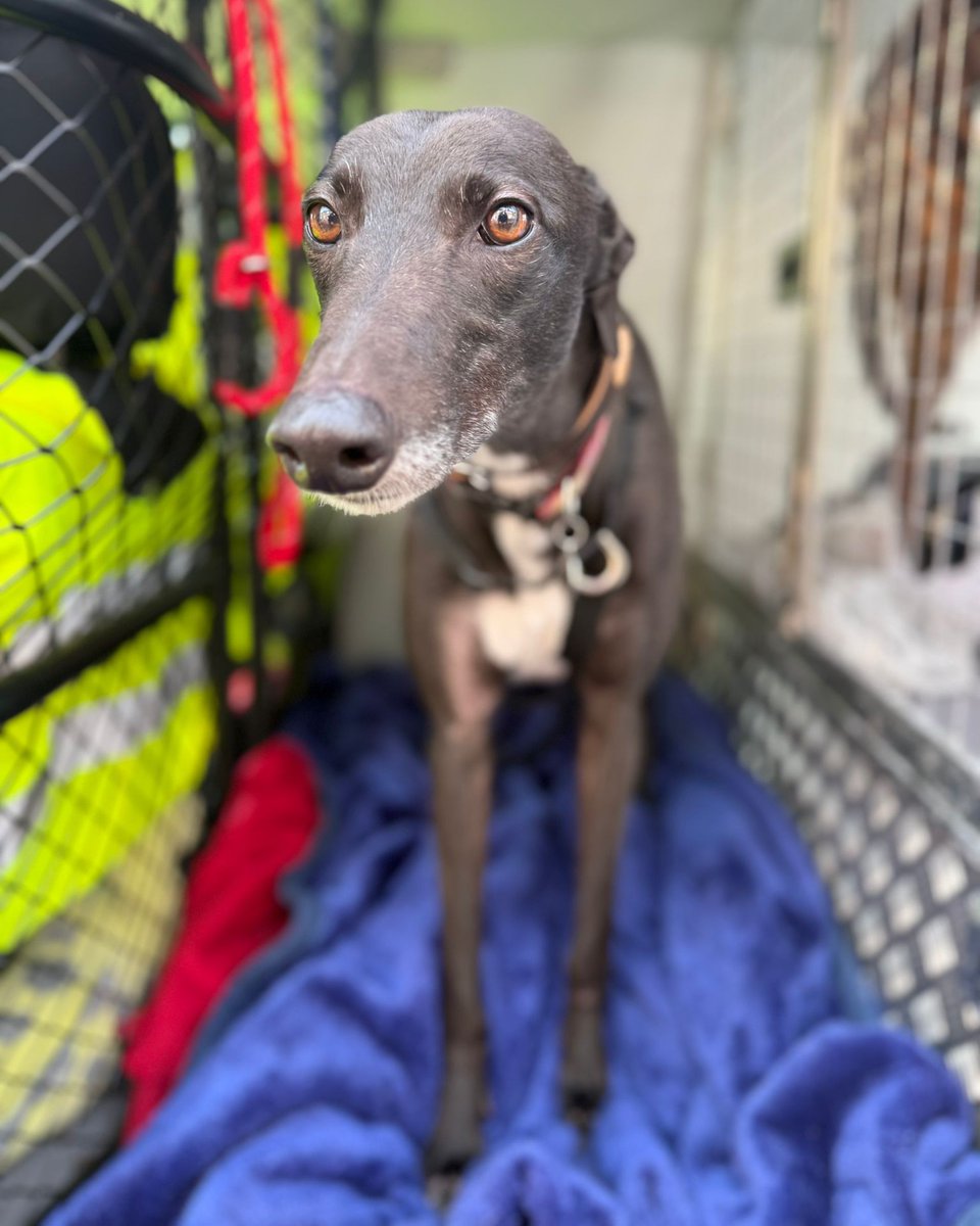 Forever Hounds Trust tweet media