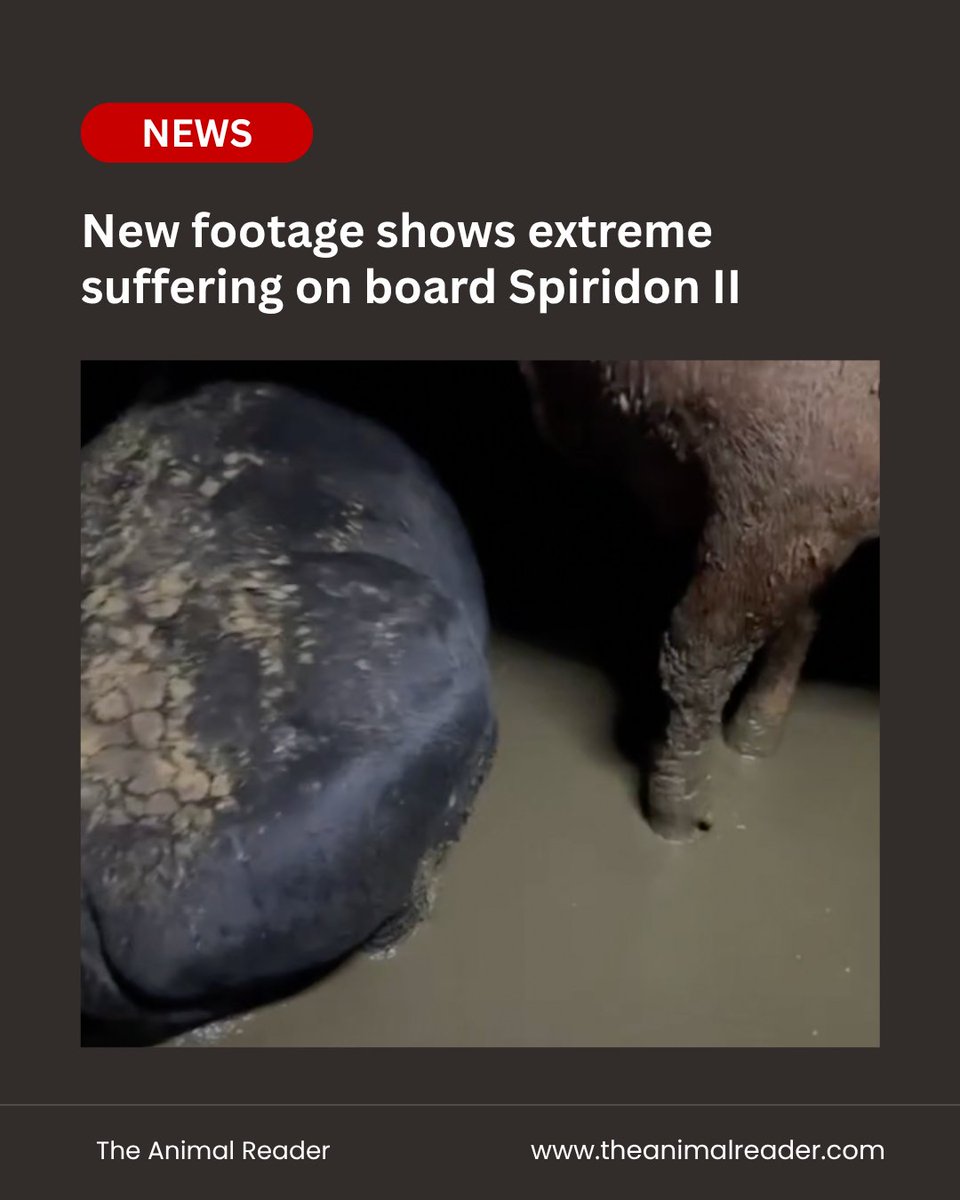 The Animal Reader News tweet media