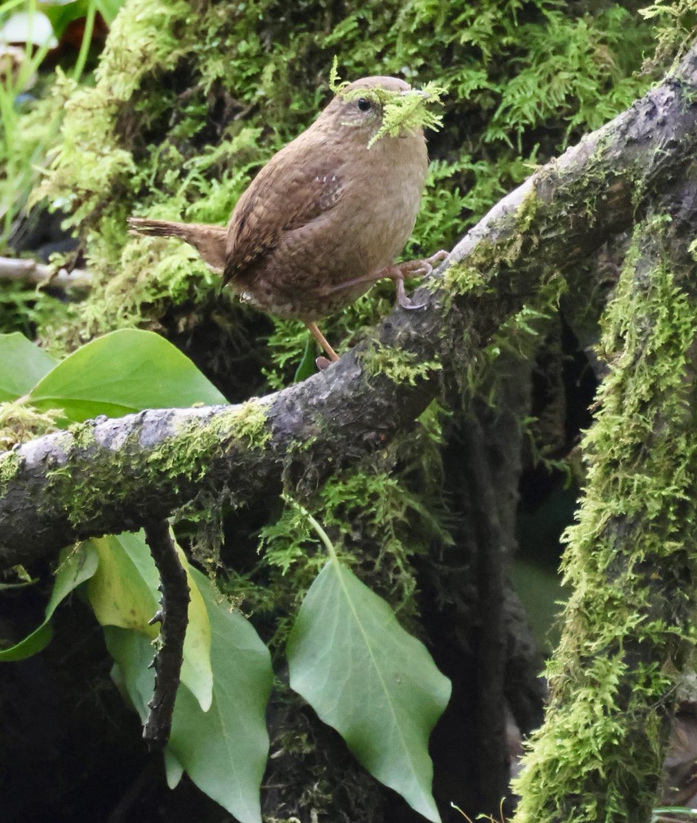 Yarrowman tweet media