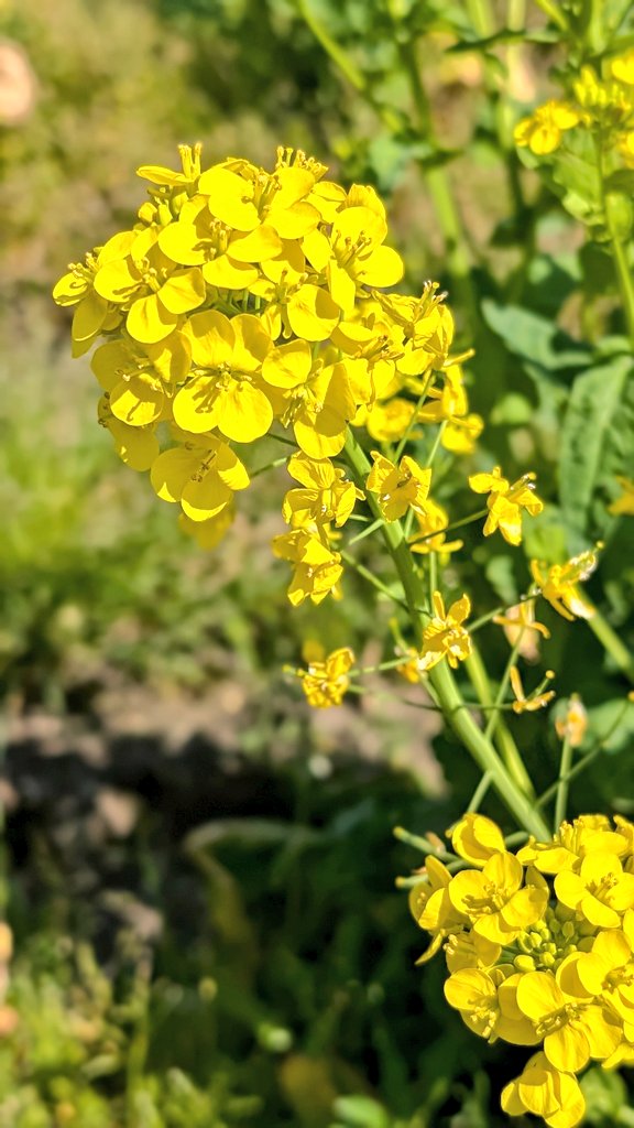4万2500株の菜の花畑
土佐清水市、国道321号線沿い。
大地震と大津波が予想される高知でよく見かける避難タワーの横に広がる景色。
土の匂い、青空、そよ風。
お天気がよくてとっても気持ちいい
こういう時間があるだけで、気持ちが楽になる😊
#HSP #菜の花畑 #高知観光 #高知