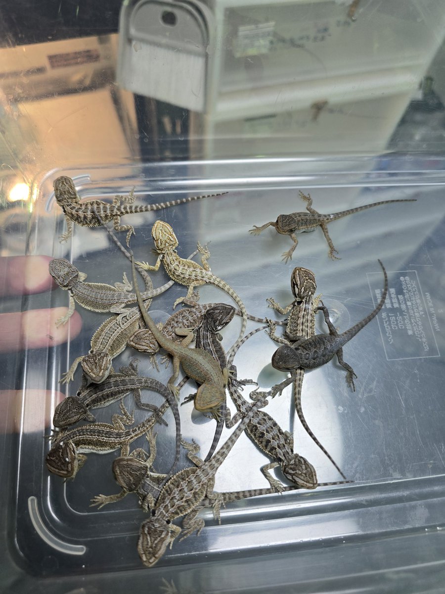 MYCふぁーむ（ISAMU） tweet media