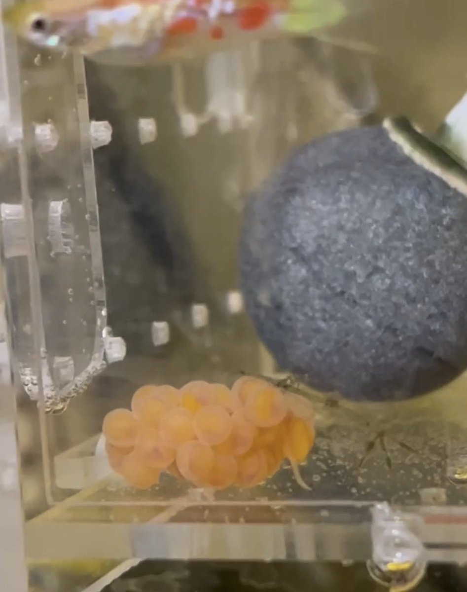 Pekoe｜プレコのいる暮らし🐟 tweet media