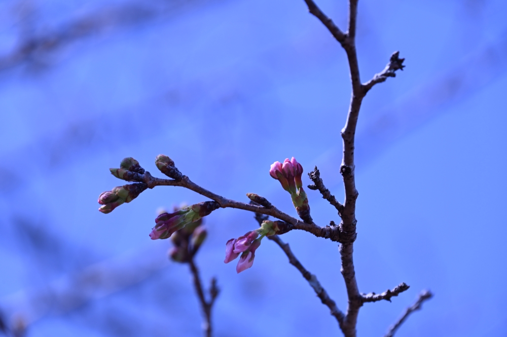 Zaurusu.y.加藤 tweet media