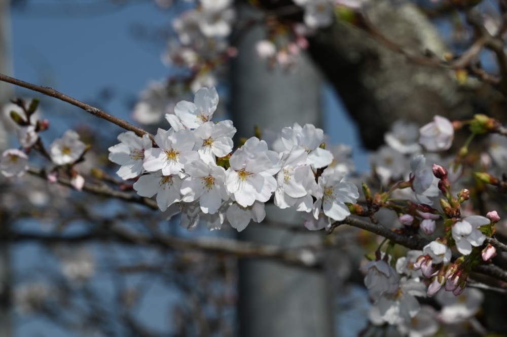 Zaurusu.y.加藤 tweet media