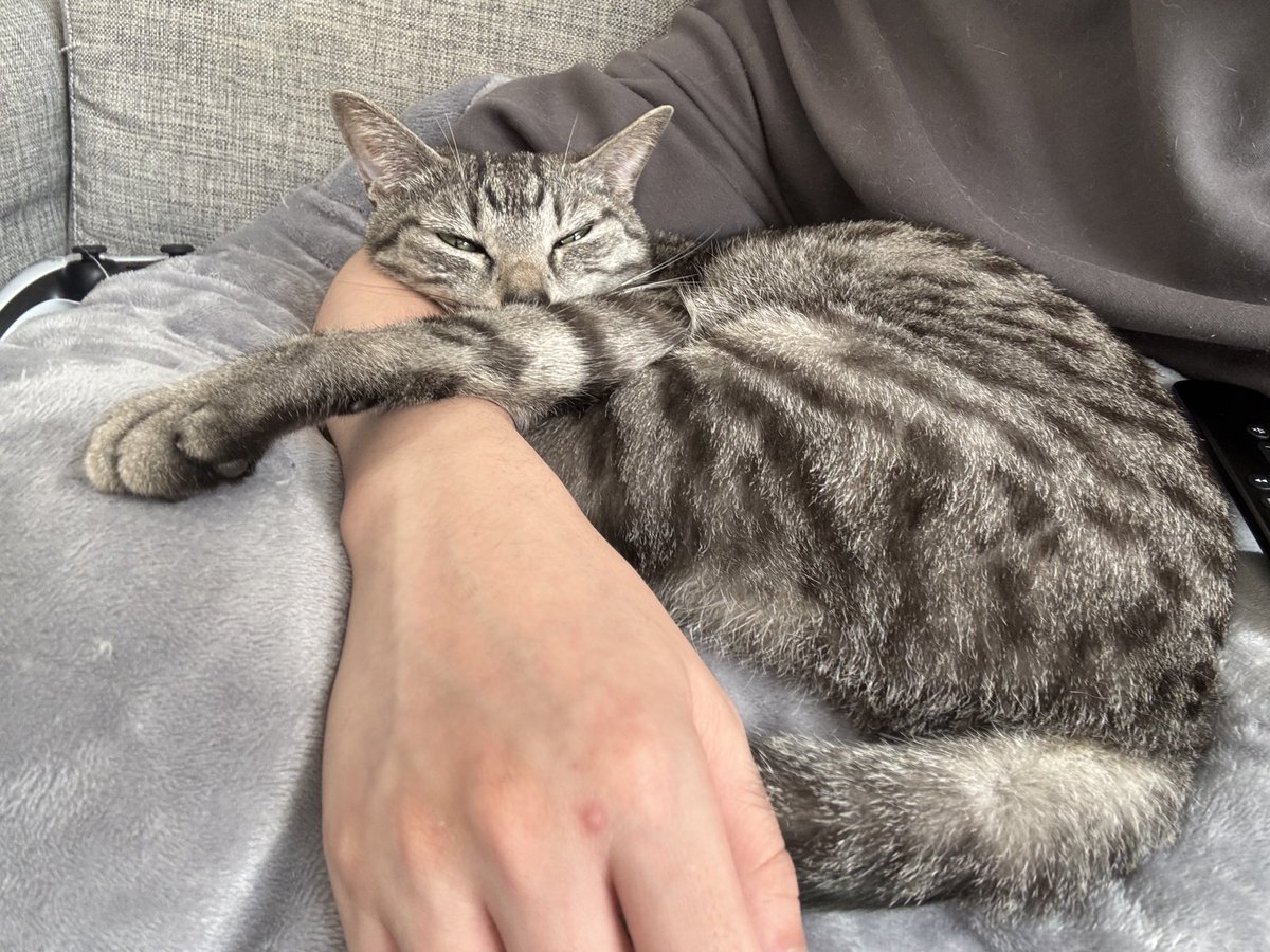 ととまるはんみ tweet media