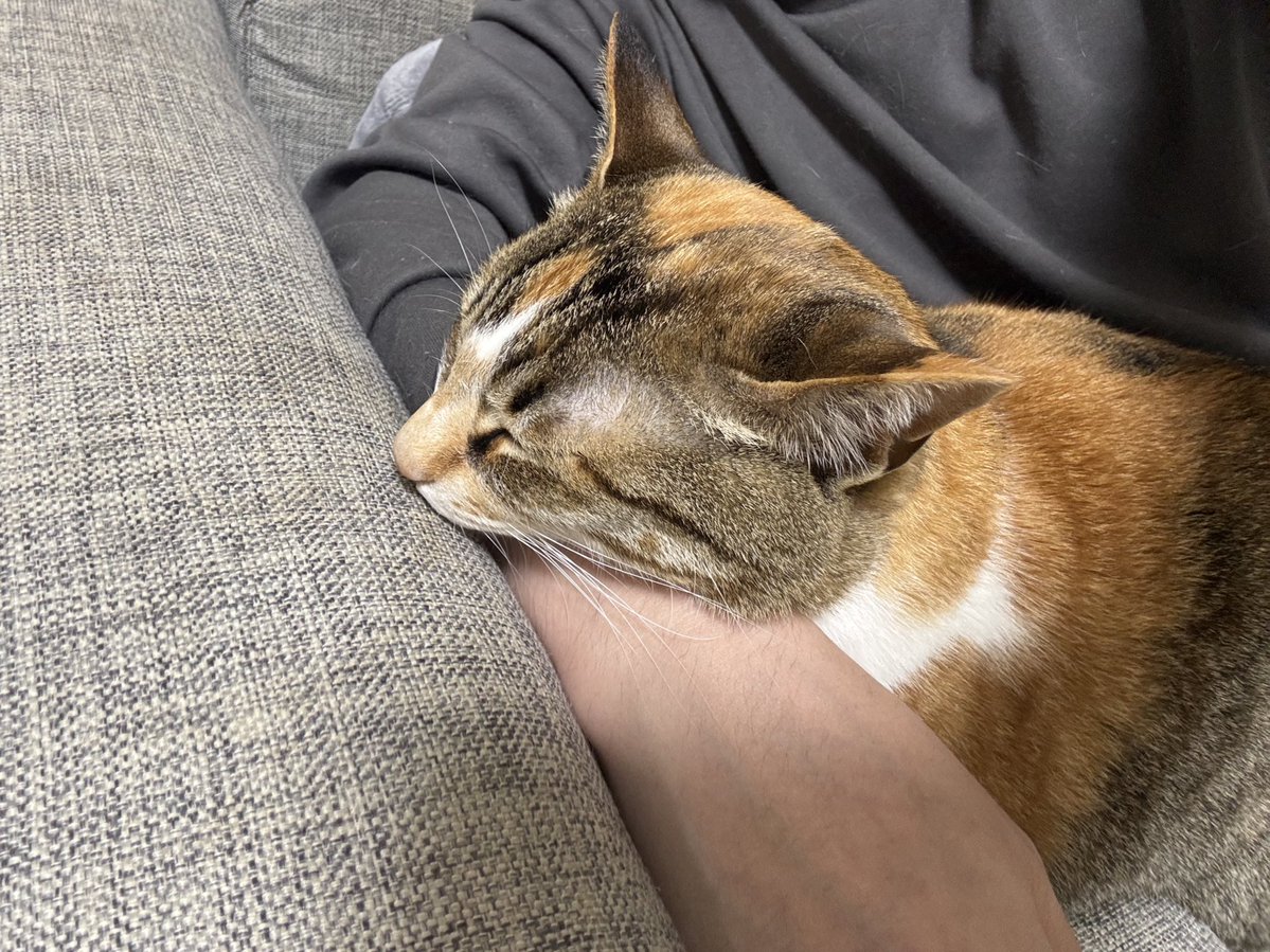 ととまるはんみ tweet media