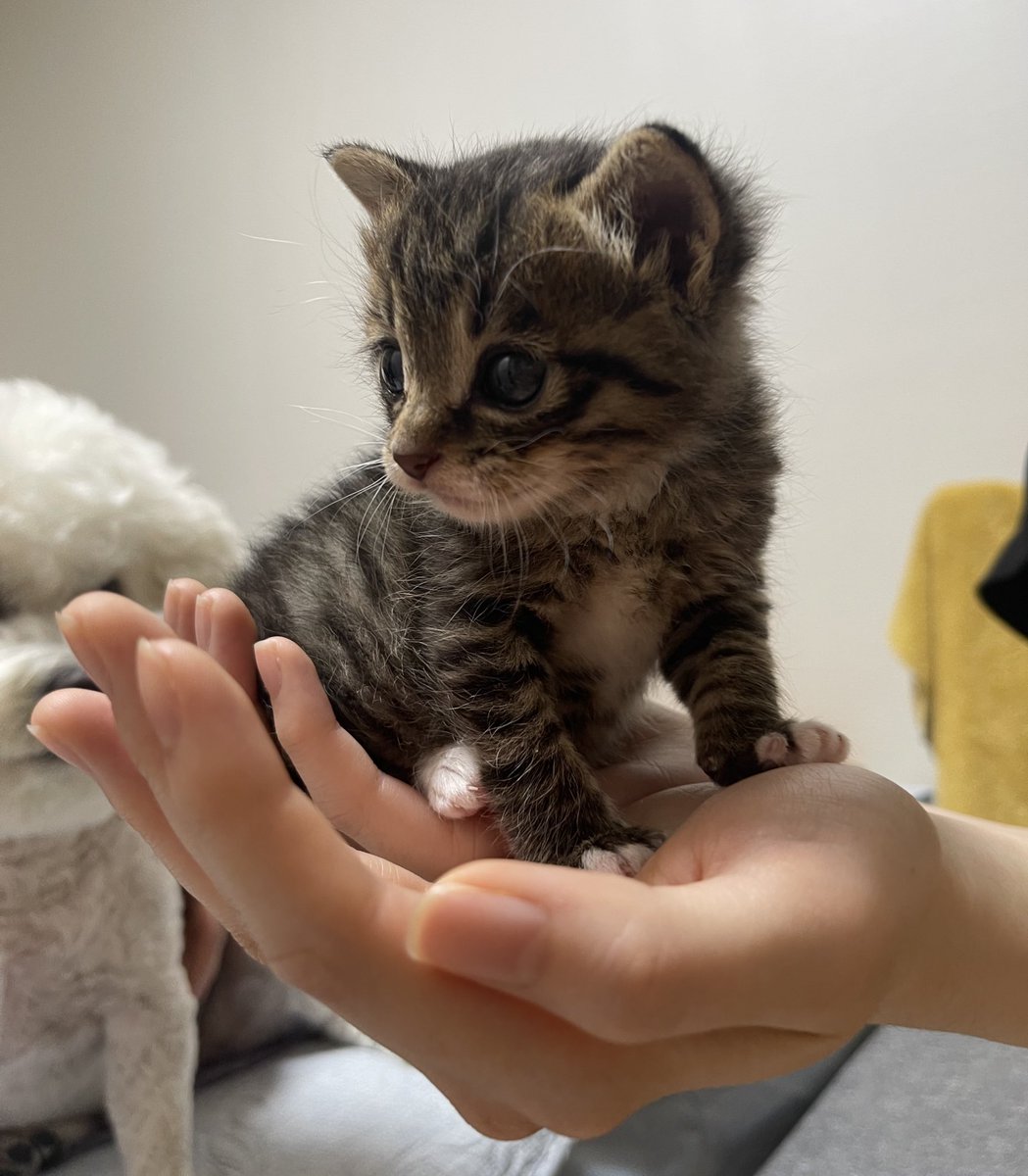 코냥이 금비 tweet media