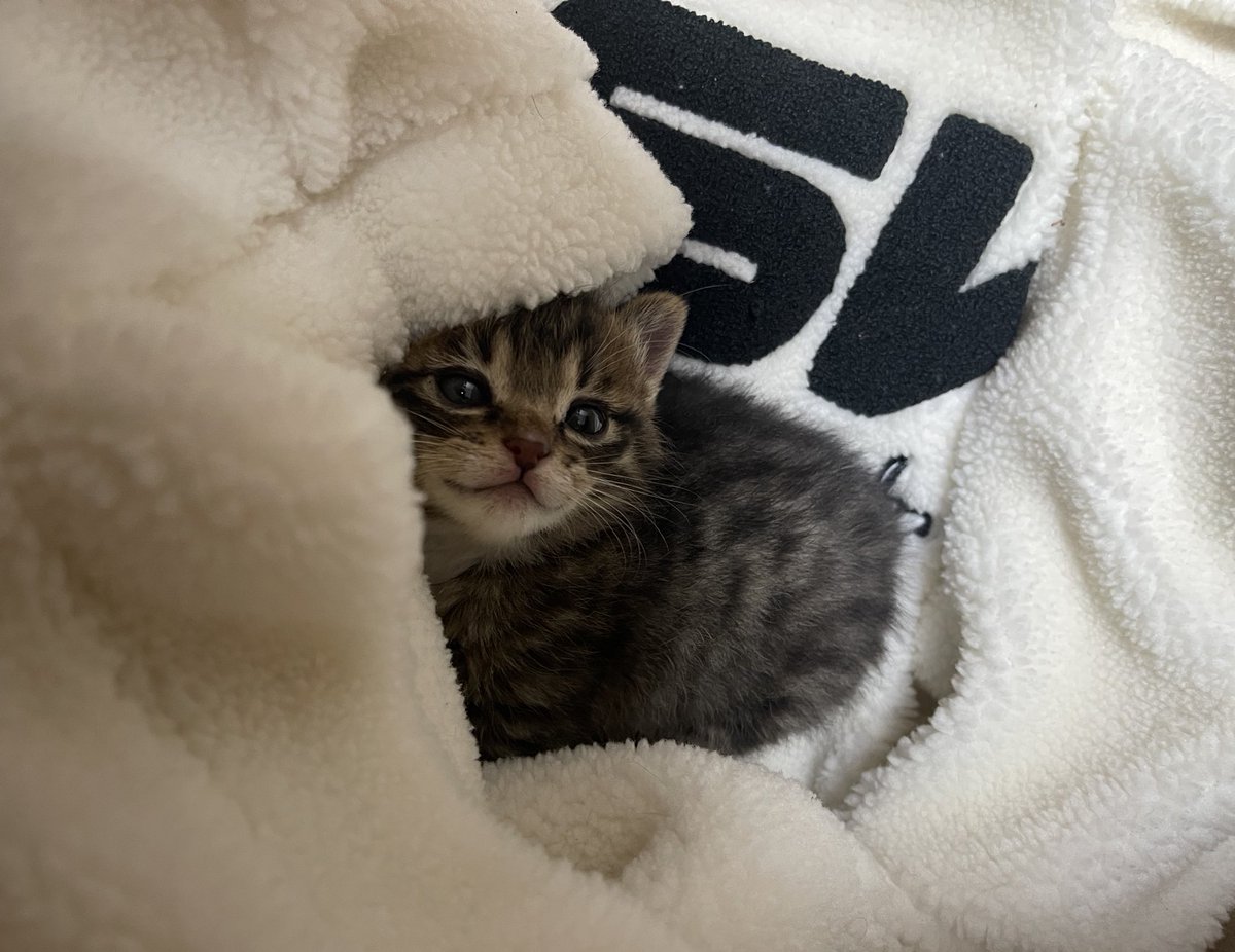 코냥이 금비 tweet media