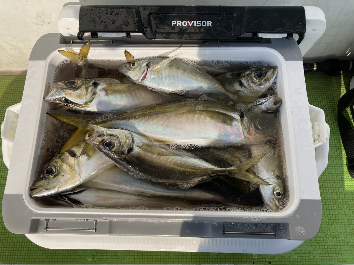 よしださん（変態ビシアジおじさん） tweet media