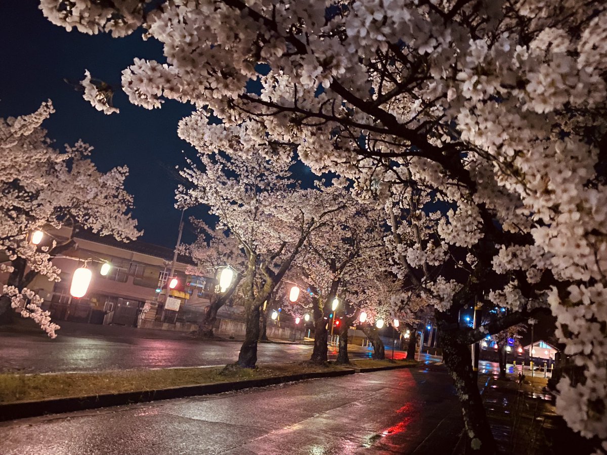 ______1__7_'s tweet photo. #これを見た人は去年の桜を貼れ https://t.co/BG0aIgTvpq