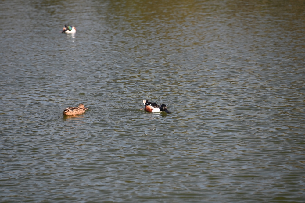 Zaurusu.y.加藤 tweet media