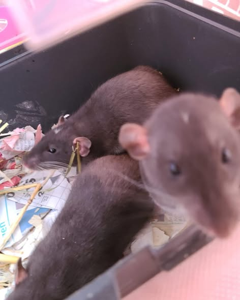 yolanda schultes tweet media