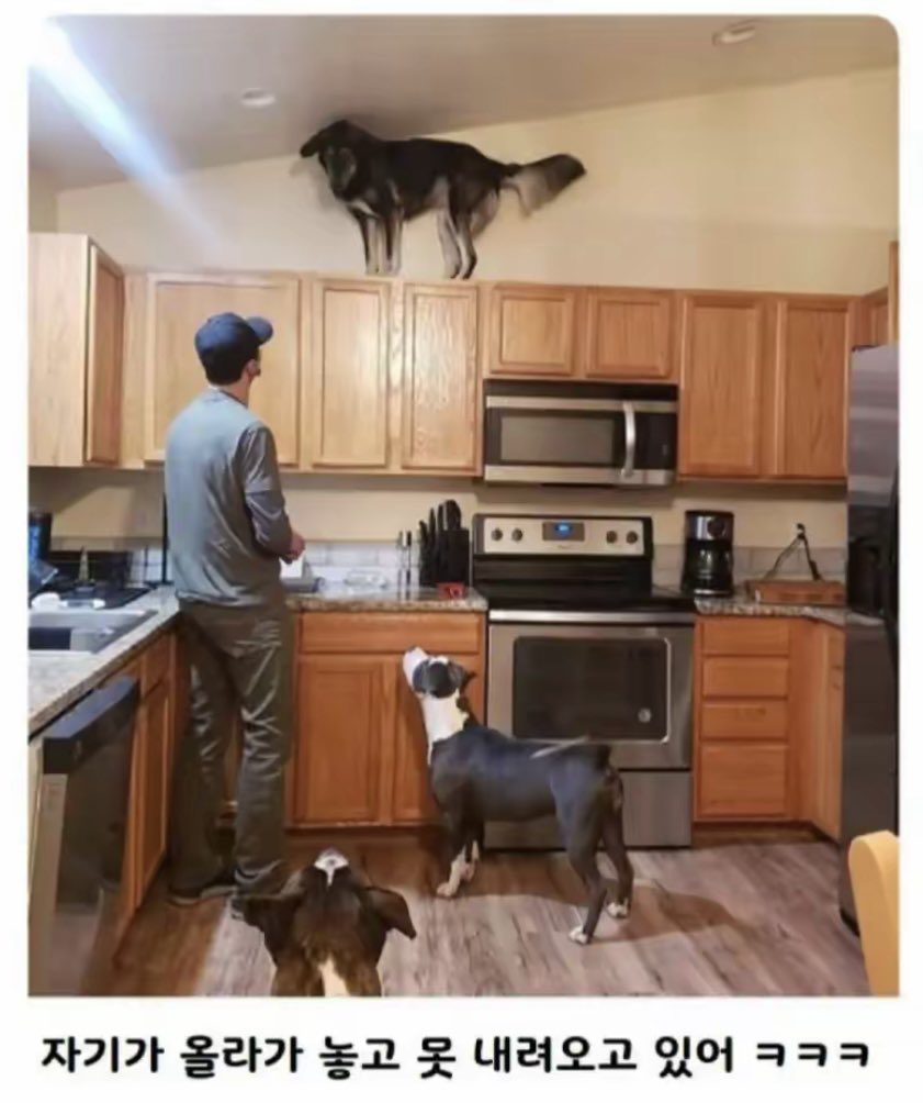 돌아온지지 tweet media