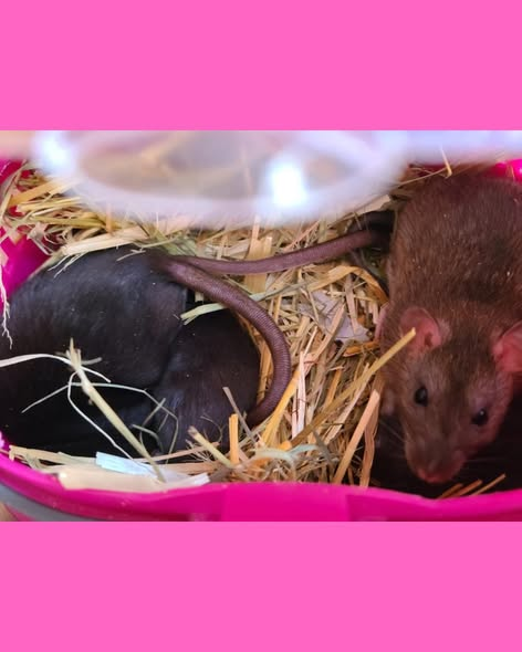 yolanda schultes tweet media