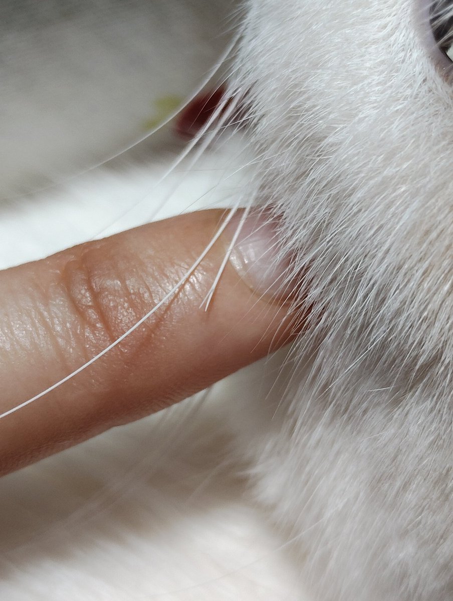 しらゆき tweet media