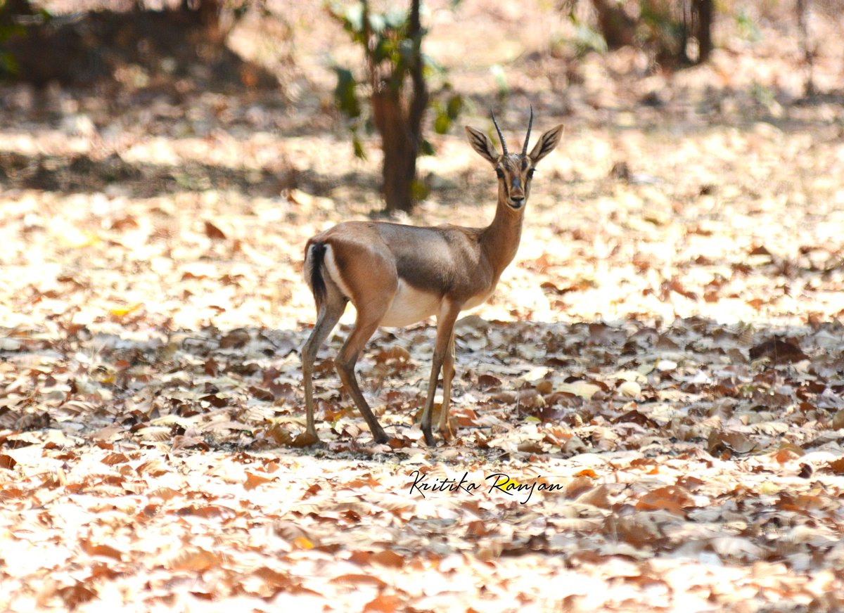 Kritika Ranjan tweet media