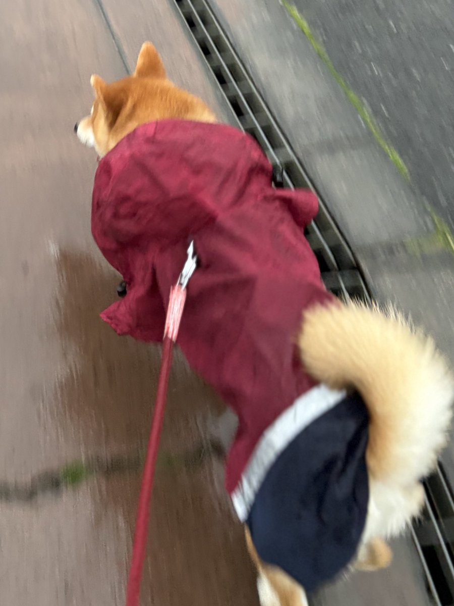 びわのすけ tweet media