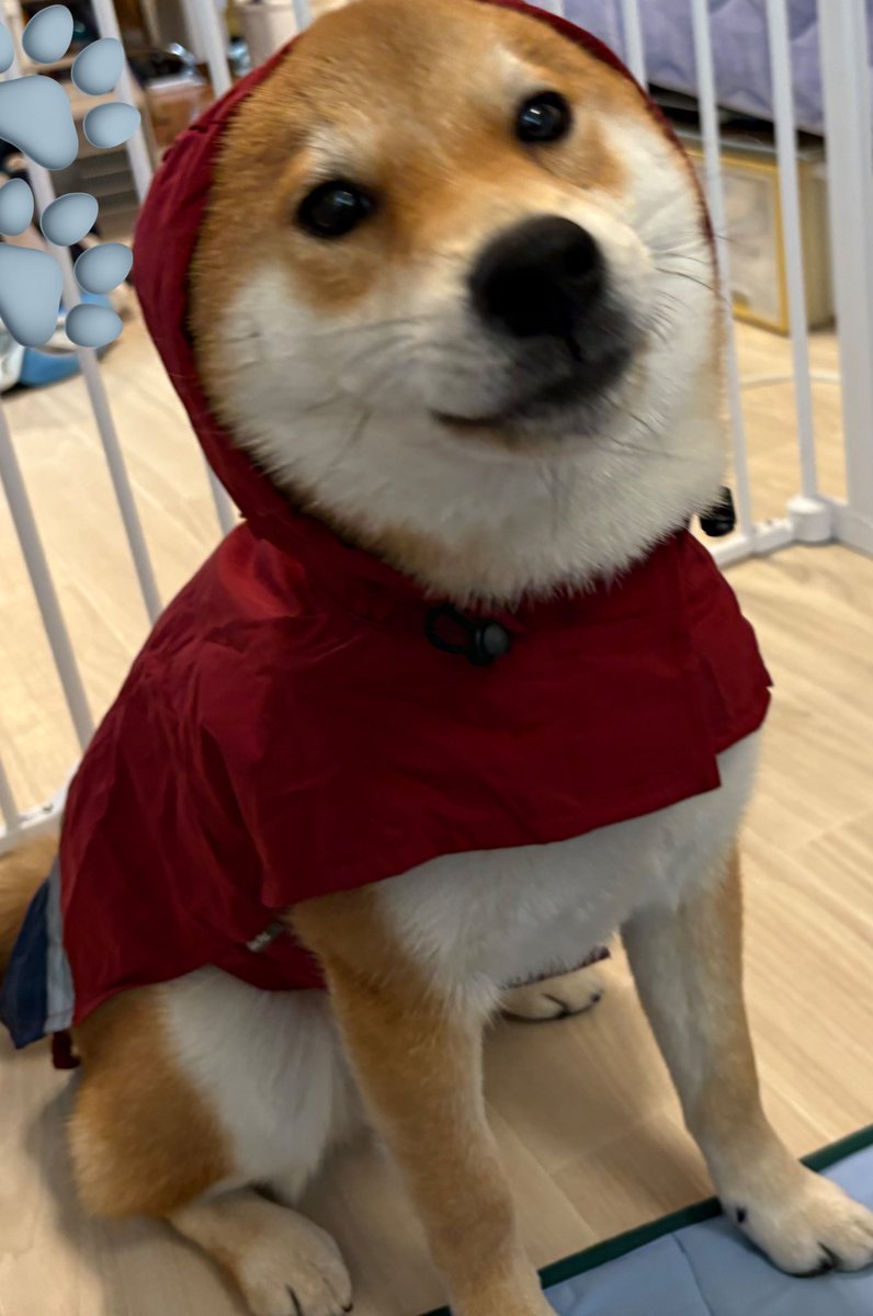 びわのすけ tweet media