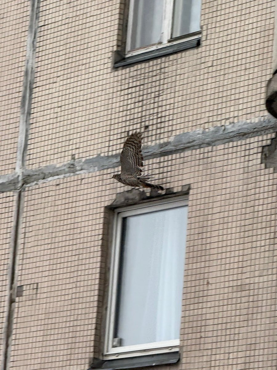 Дикий Петербург tweet media