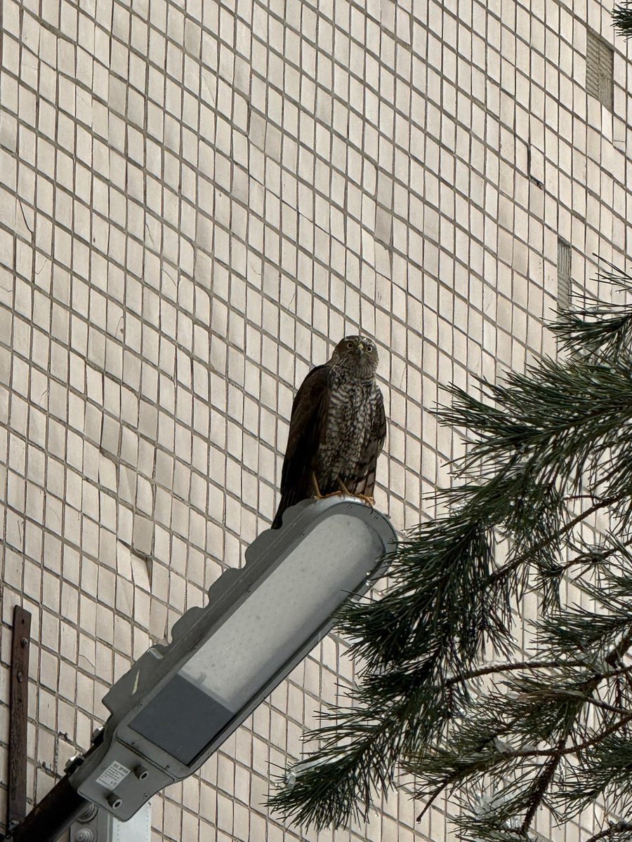 Дикий Петербург tweet media