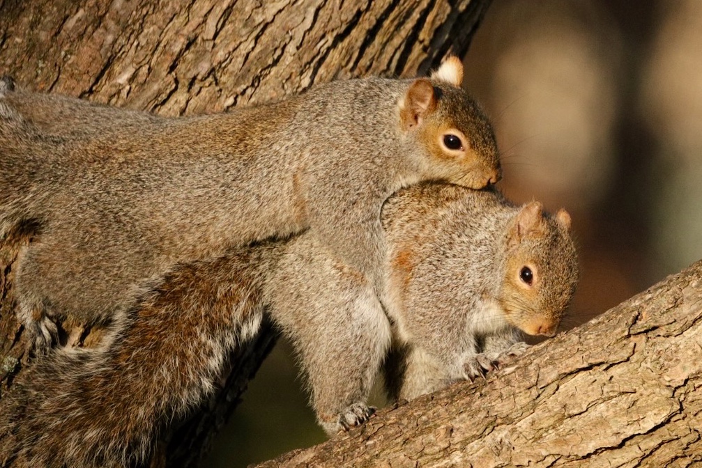 Sciuridaely 🐿 tweet media