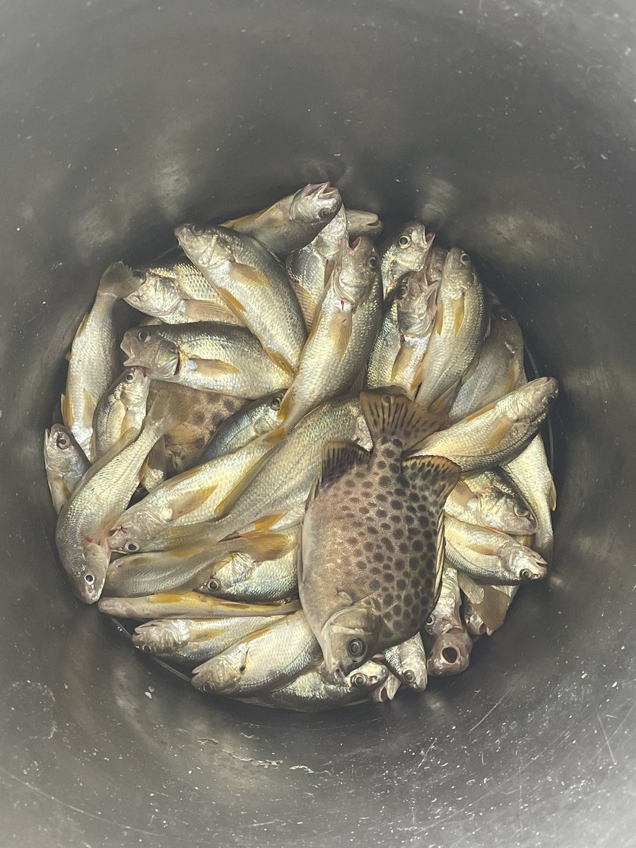 Nguyen Vinh Ha tweet media