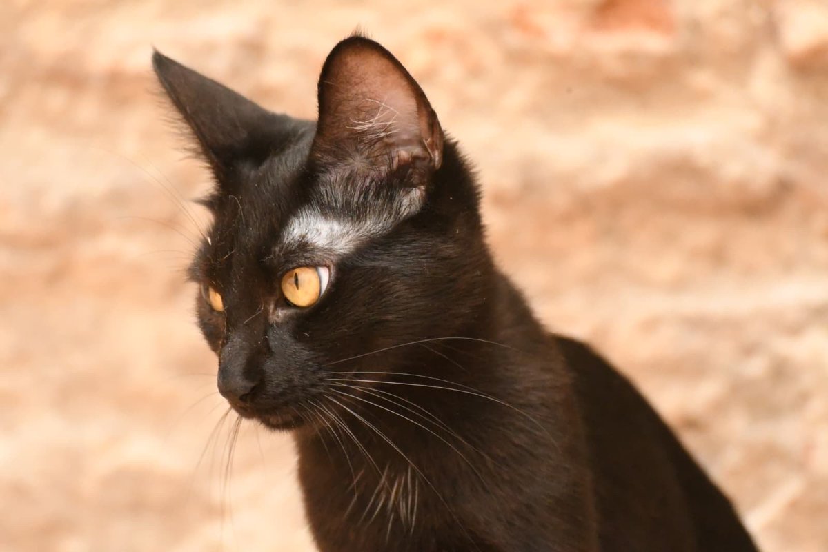 Refugi Els Àngels tweet media