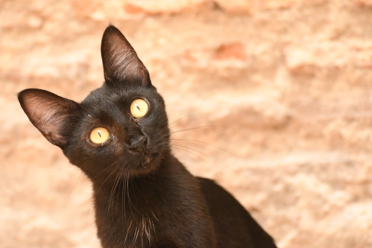 Refugi Els Àngels tweet media