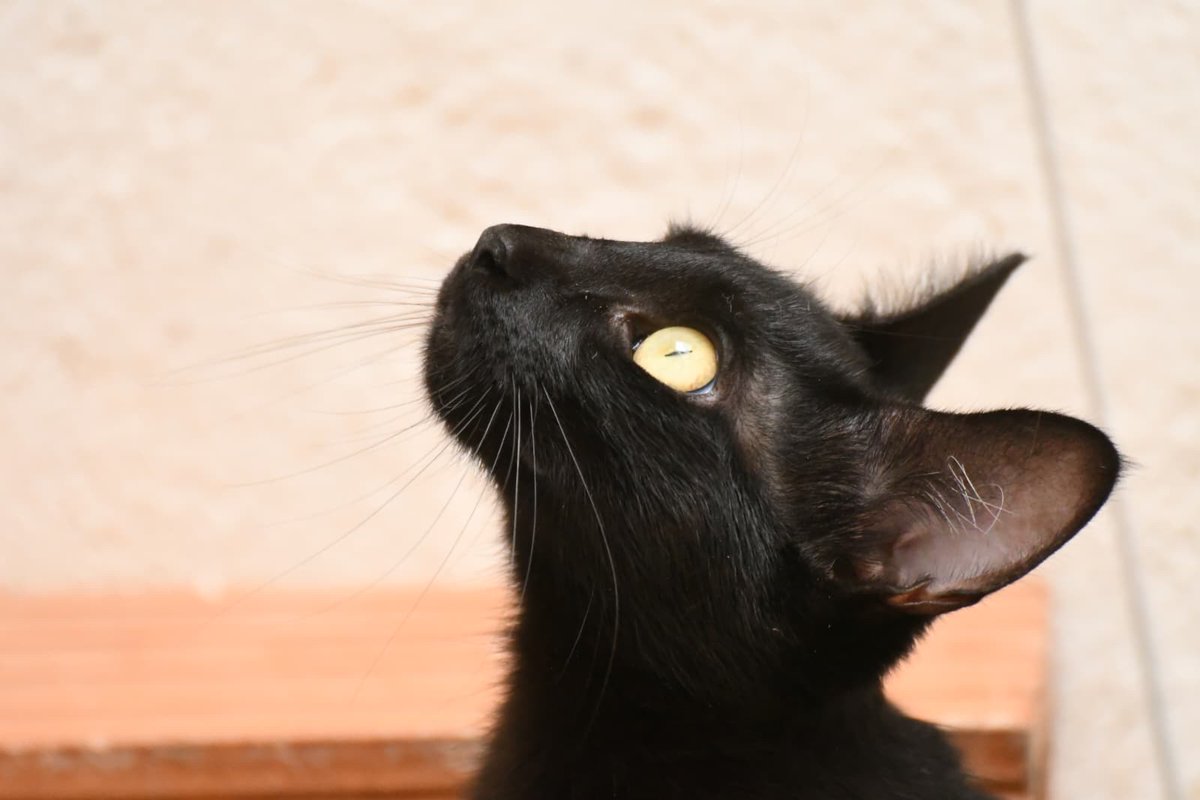 Refugi Els Àngels tweet media