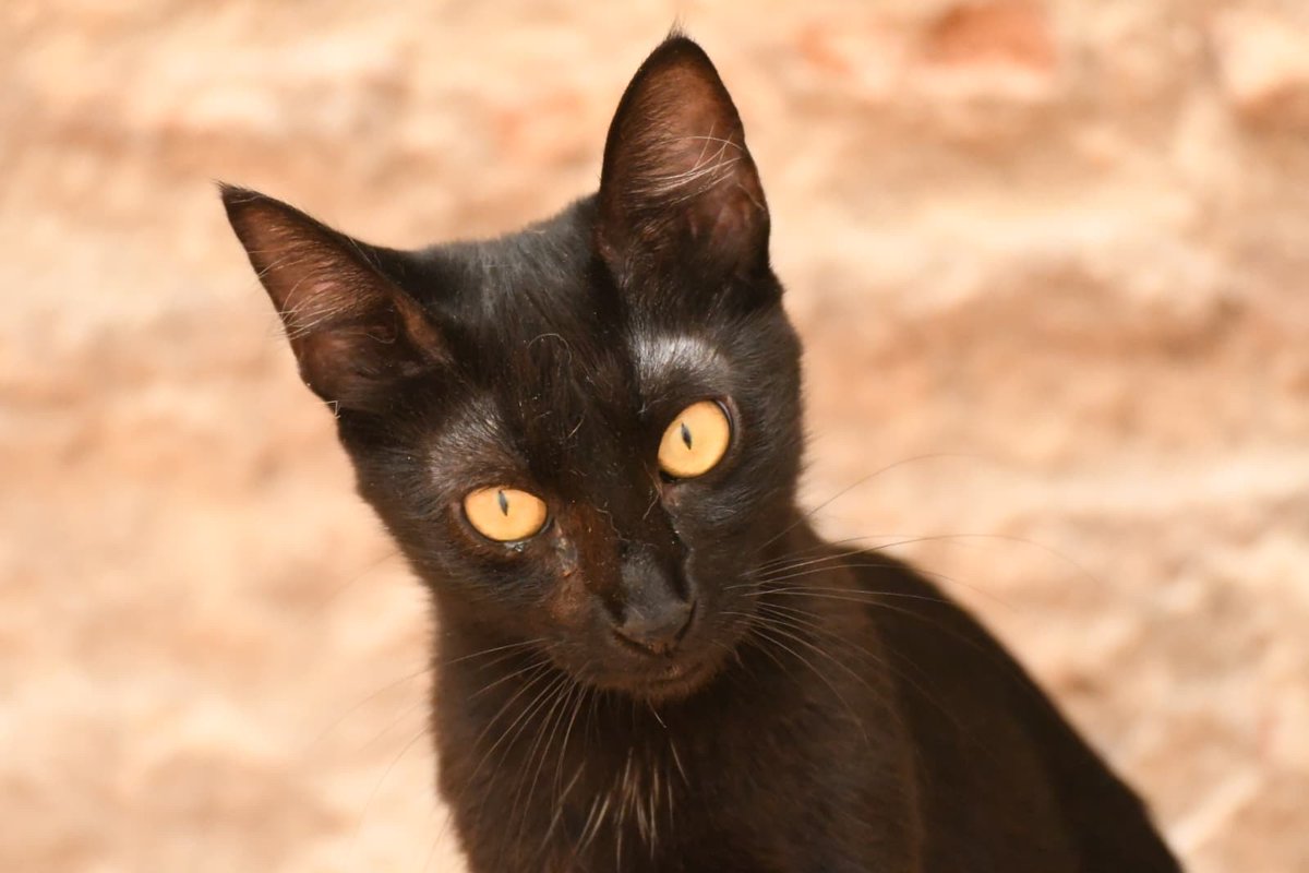 Refugi Els Àngels tweet media