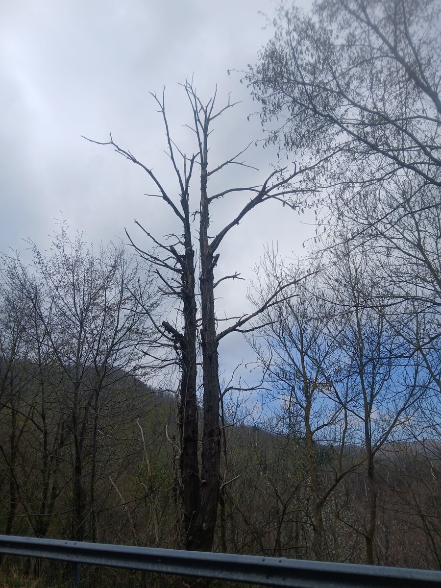 ANTI FALSO 🇺🇦 tweet media