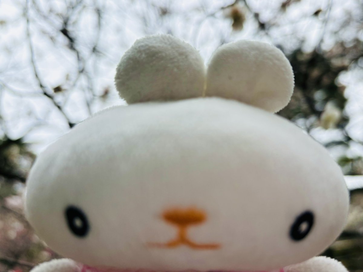 ちゃんまう tweet media