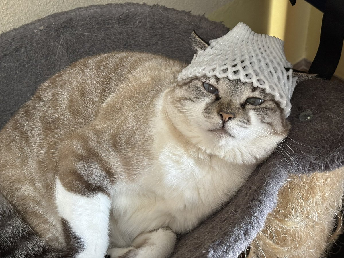 3353_mimikosan's tweet photo. なぜか猫にTKみを感じた
多分今だけ。 https://t.co/qAJl3Ra6lK