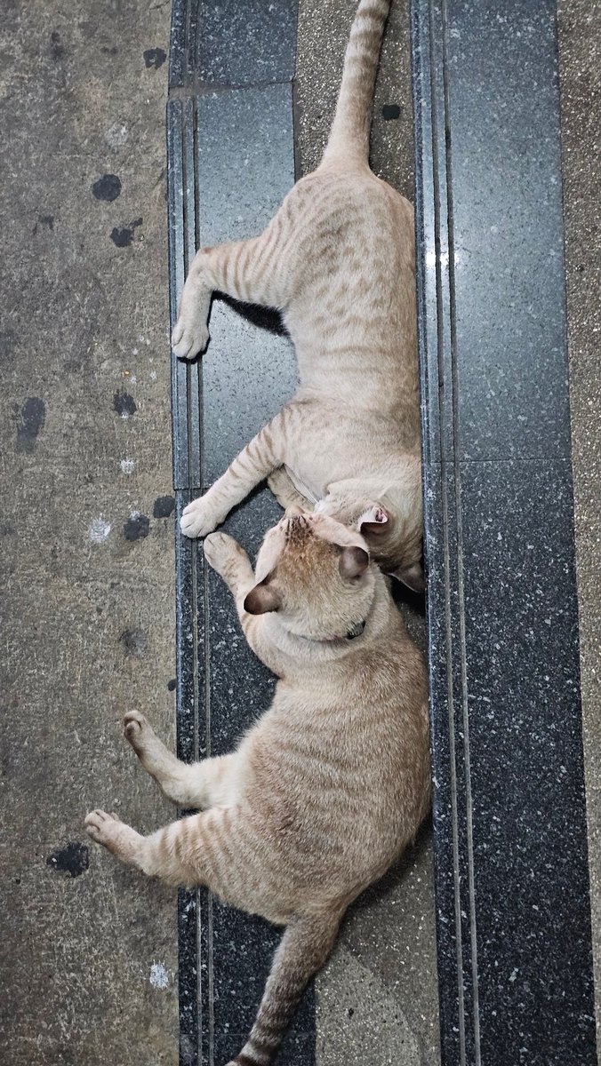 MNTXJP ❤️ tweet media