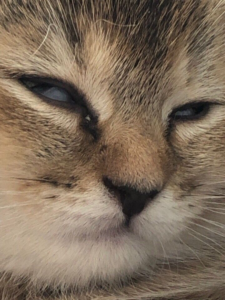 Паняночка в шортах tweet media