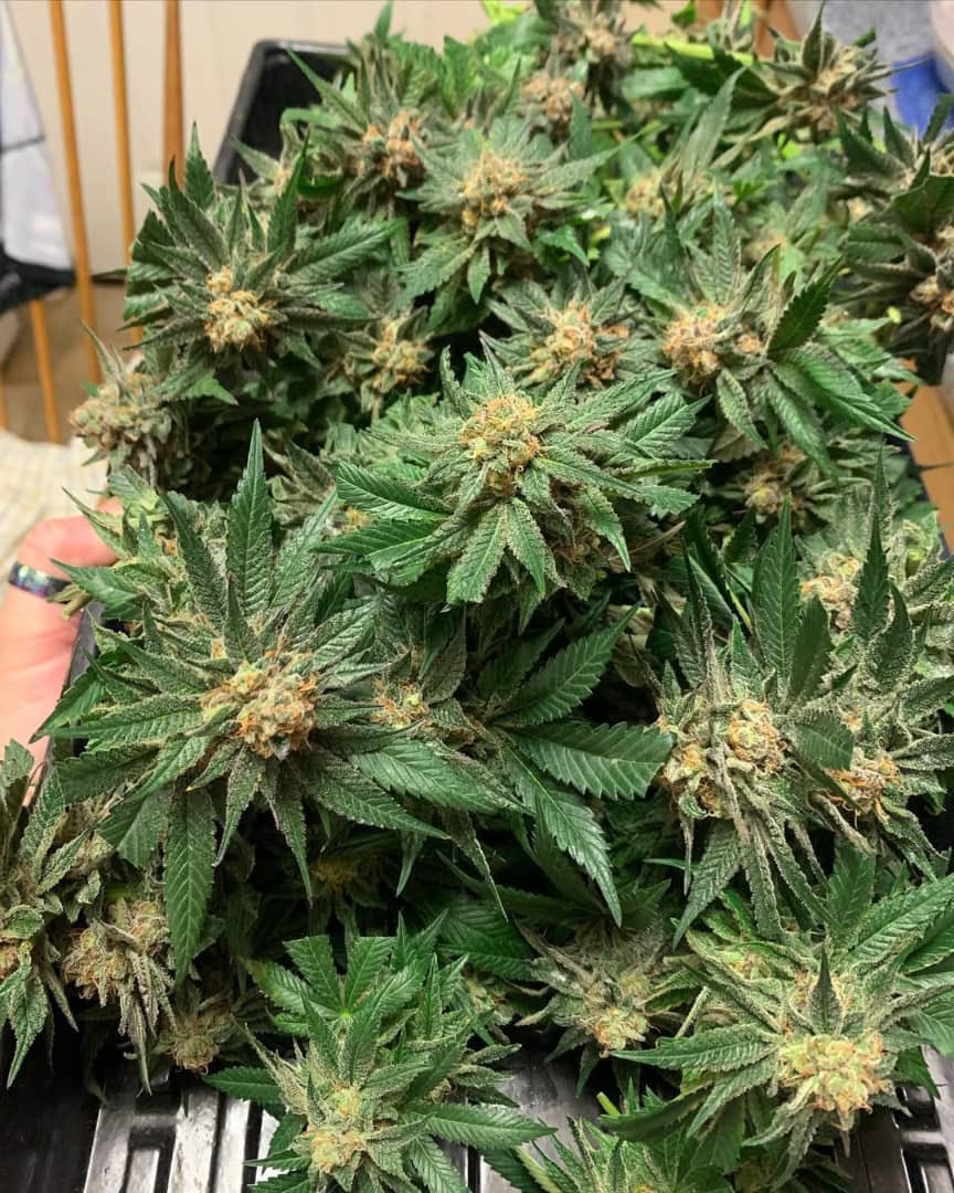 ExoticZaUS's tweet image. Every angle hitting different 💎🌿 #WeedPorn #LoudPack #StickyIcky #HighGrade