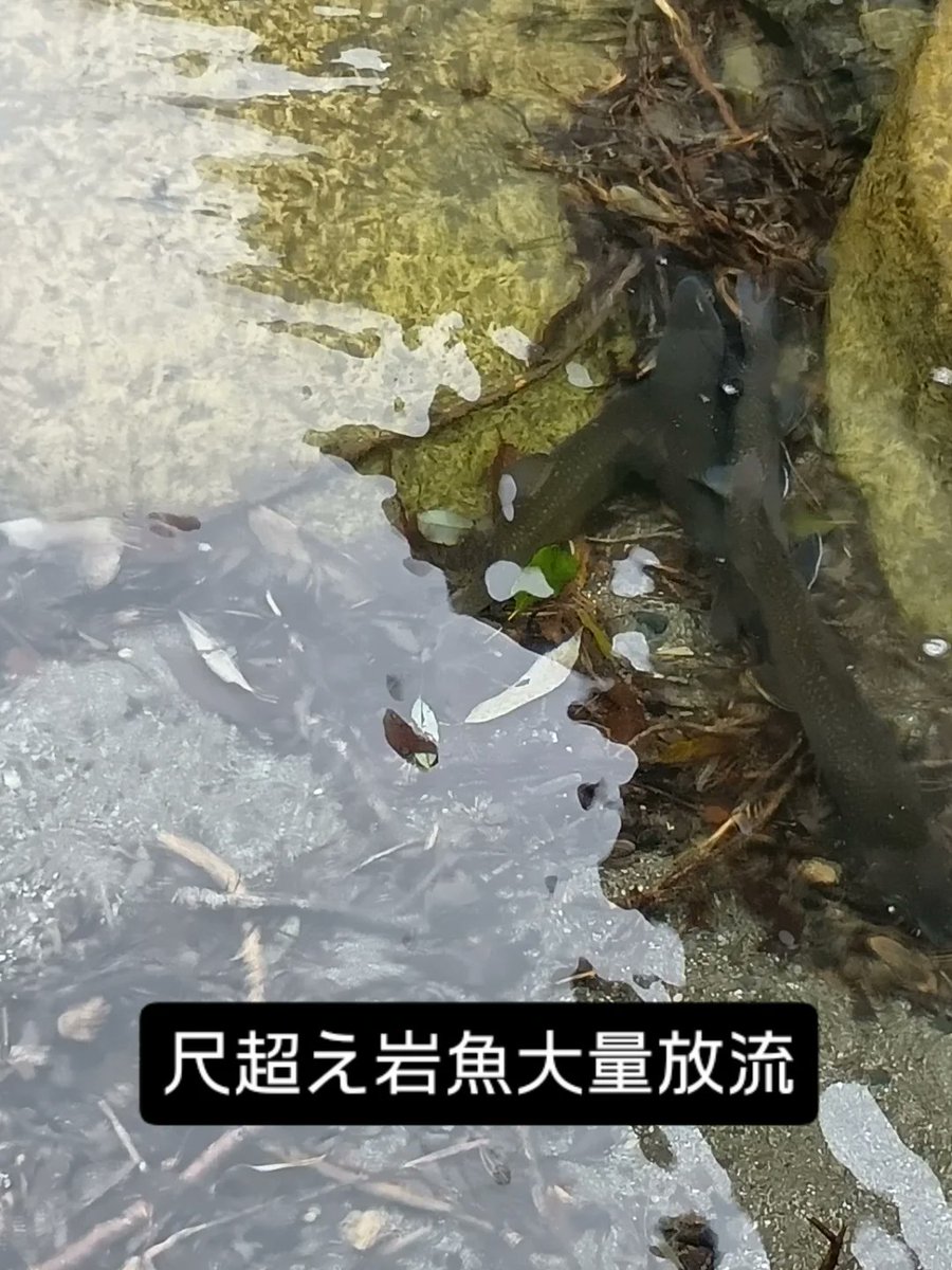 奥永源寺漁業協同組合 tweet media