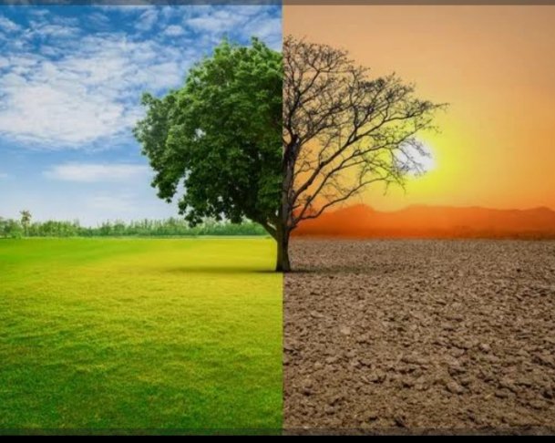 Diego FFF tweet media