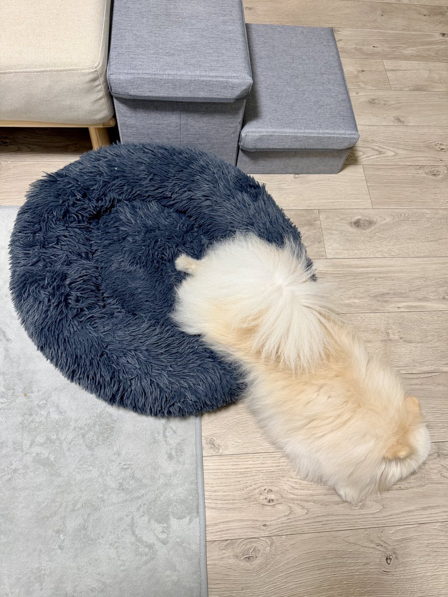 伊之助ボディになるまで毎日腹筋ローラー tweet media